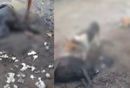 Ataque brutal a ovelhas mobiliza polícia e assusta moradores do interior alagoano