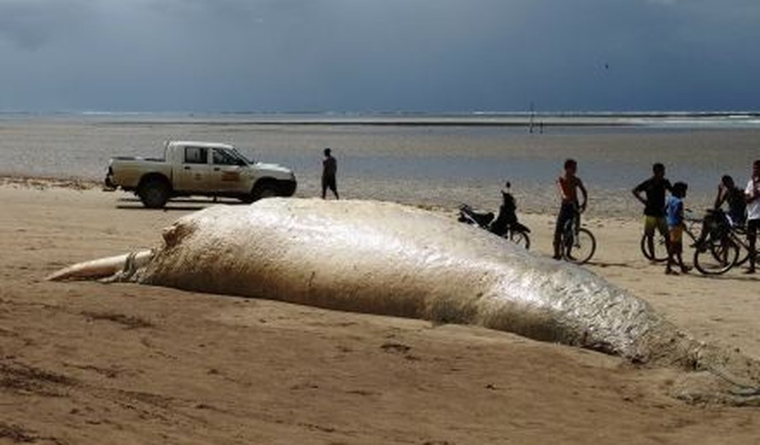 Baleia jubarte encalha morta em São Miguel dos Milagres