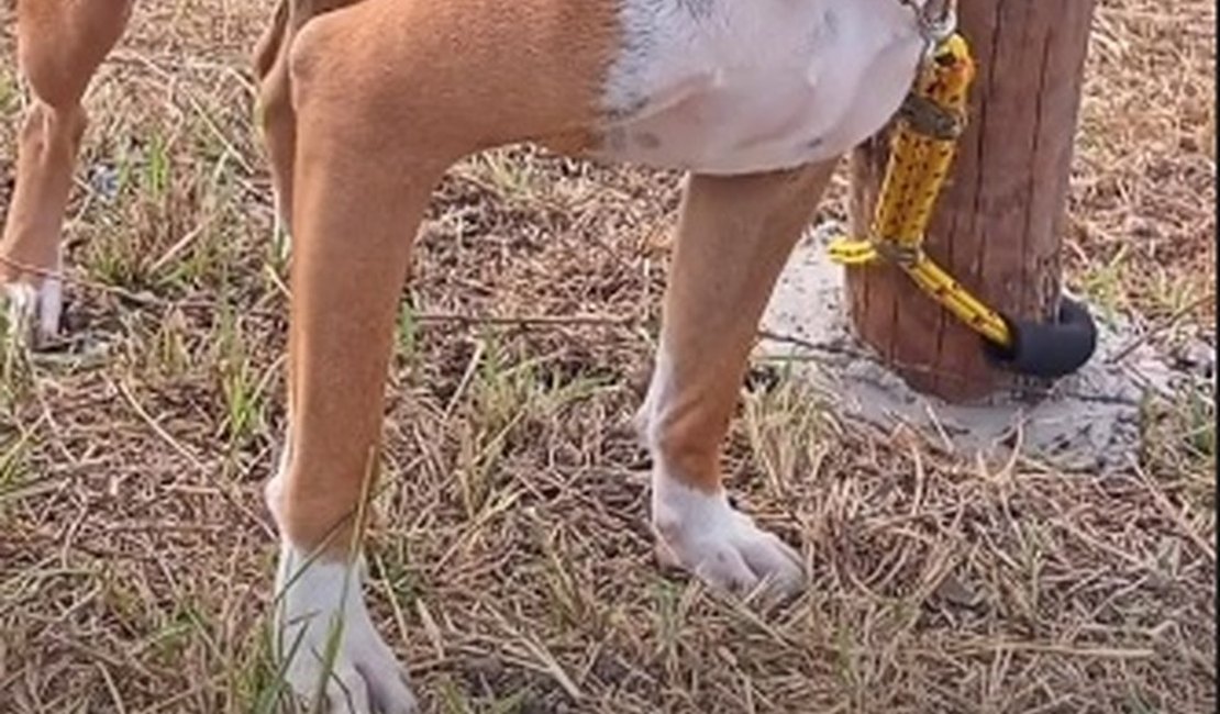 Ambulante é presa suspeita de envenenar cachorros em Alagoas