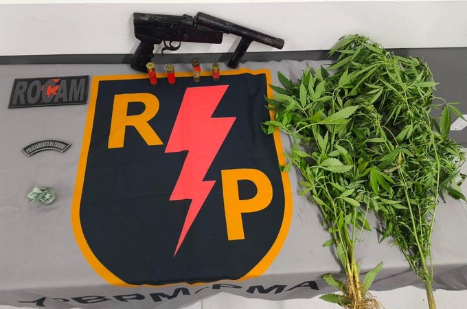 PM encontra plantio de maconha e apreende drogas e munições em dois municípios alagoanos