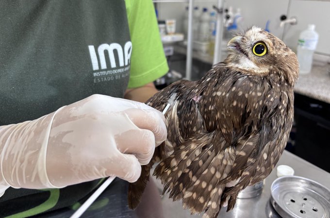 Uso indiscriminado de capturas para pragas urbanas pode ser um risco para animais silvestres, em AL