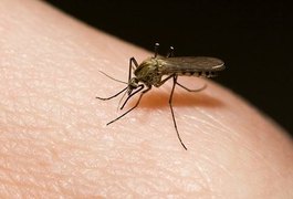 Cresce número de municípios com epidemia de dengue em Alagoas
