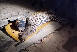 Onça que matou caseiro no pantanal é capturada