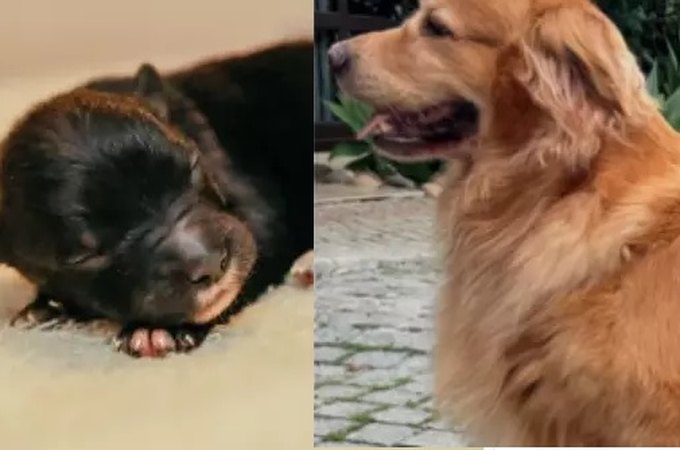 Filhote de golden retriever com shih tzu nasce com apenas 100g e é batizado de Zé Milagre