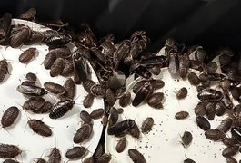 Mais de 100 mil baratas avaliadas em aproximadamente R$ 700 mil são apreendidas na Austrália