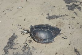Morte de tartarugas preocupa moradores da praia do Peba, em Piaçabuçu