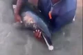 Golfinho ferido é encontrado encalhado na praia de Maragogi
