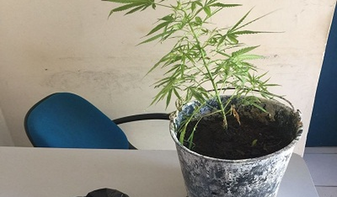 Adolescente de 17 anos é apreendido com um pé de maconha no interior de Alagoas