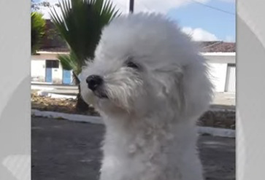 Cadela morre após ataque de pitbull solto no bairro Cidade Universitária, em Maceió