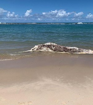 Baleia em avançado estado de decomposição é encontrada na praia da Barra de São Miguel