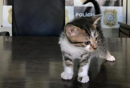 Homem confessa que adotava gatinhos para matá-los; confira