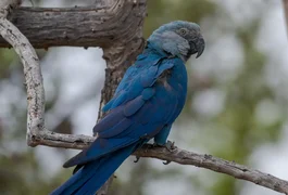 Ararinhas-azuis recapturadas testam positivo para vírus letal