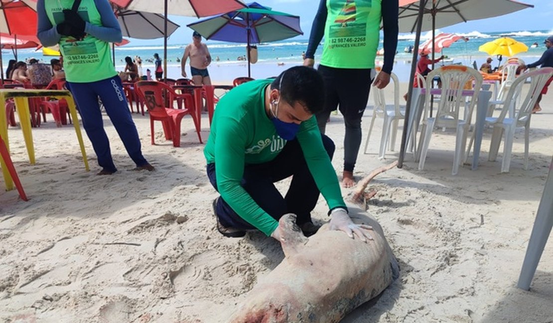 Com marcas de mordidas de tubarão, golfinho encalha morto na Praia do Francês