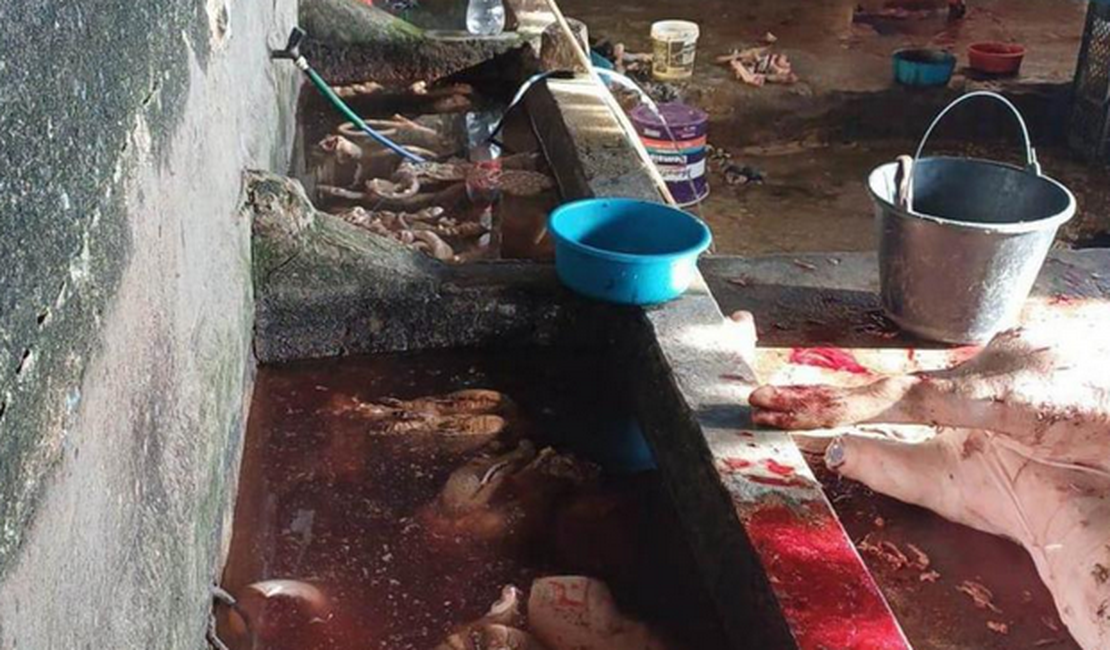 PM flagra abatedouro clandestino na zona rural de União dos Palmares
