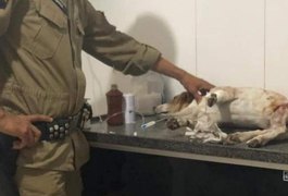 Cachorro salva vida de mulher ao defendê-la do marido armado com faca