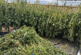 Cerca de 2 toneladas de maconha são apreendidas pela PF na divisa entre Alagoas e Bahia