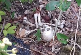 Populares encontram ossada humana em região de mata na Santa Amélia