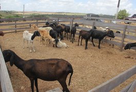 Feira de Animais não acontecerá na próxima segunda (30) devido ao feriado estadual