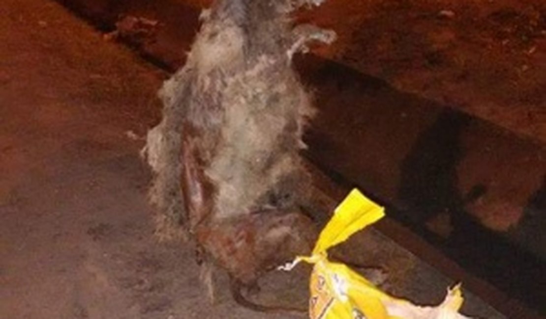 Cães são encontrados mortos e pendurados em avenida de Maceió