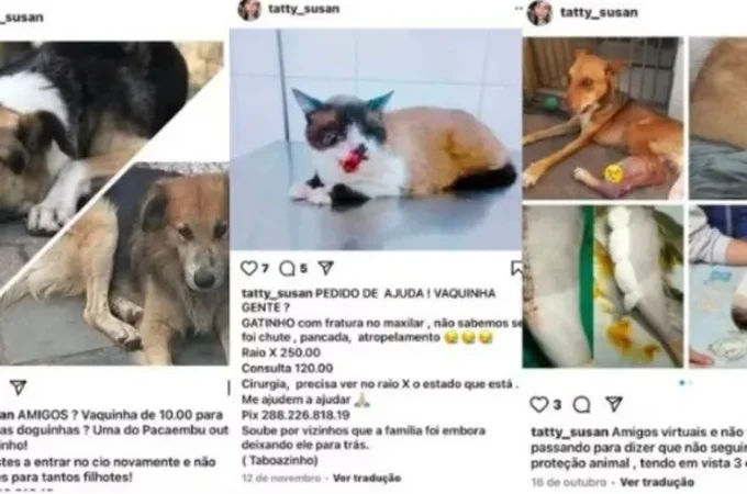 Mulher que divulgava resgates fakes de animais para pedir Pix é presa