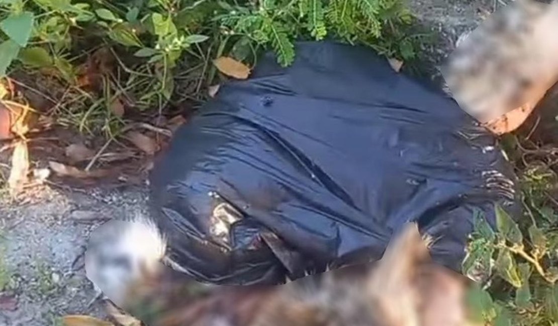 Polícia Civil investiga mortes de gatos em bairro da capital alagoana