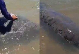 VÍDEO: Homem sobe em peixe-boi e escova animal em Piaçabuçu; ação é considerada molestamento