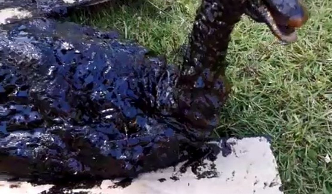 Vídeo. Populares resgatam ave coberta de óleo em praia de Maragogi, Alagoas