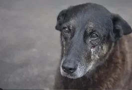 Morte do cão Orelha: caso pode ser arquivado? Entenda revolta da web