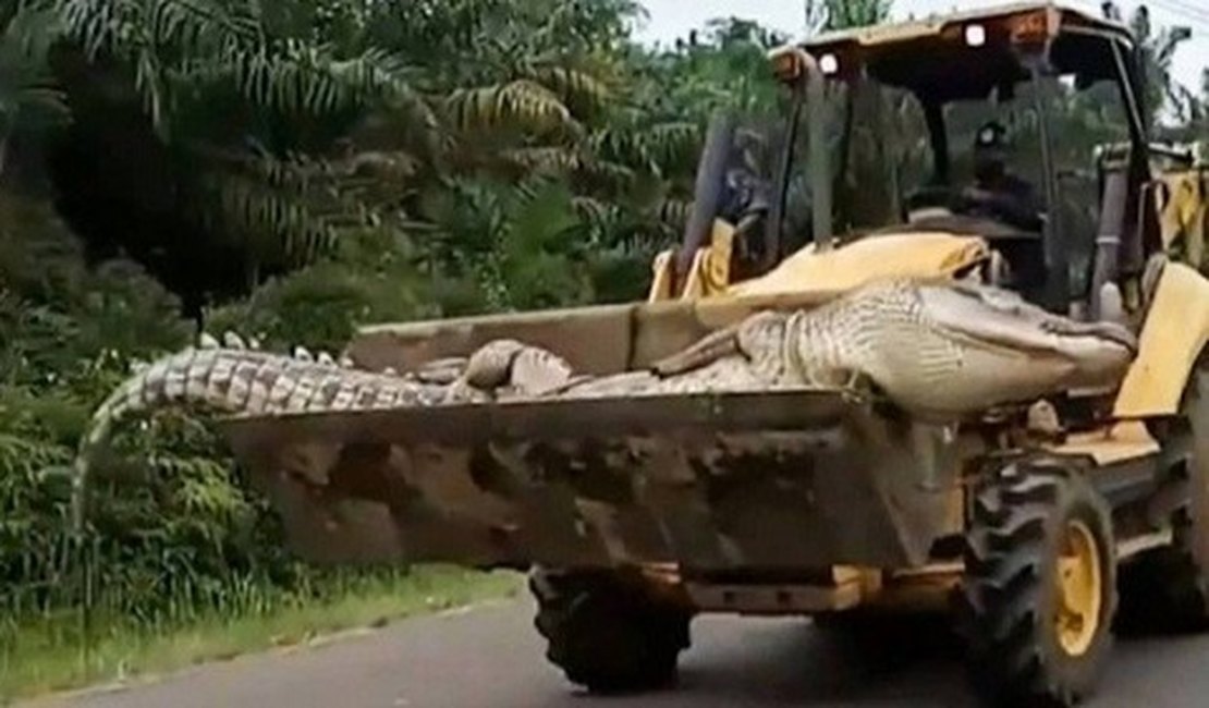 Demônio, o crocodilo de meia tonelada, é morto após aterrorizar vilarejos por 50 anos