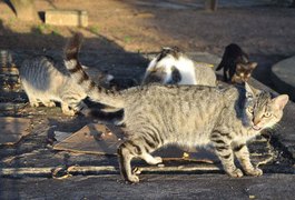 Corpo de homem é encontrado sendo comido por gatos, dentro de residência