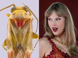 Swifties? Novos insetos descobertos recebem nomes em homenagem a Taylor Swift