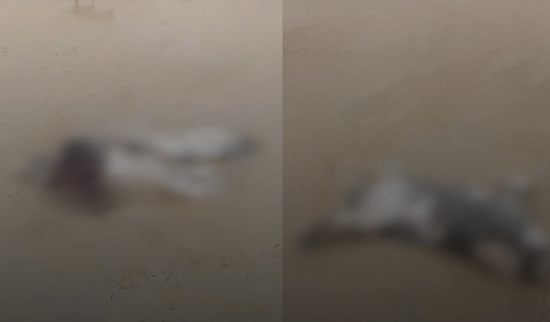 Elefante-marinho é encontrado morto em Alagoas e caso levanta suspeitas sobre causa da morte