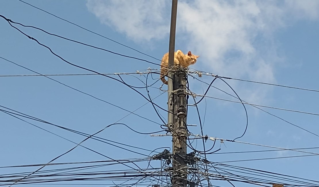 Gato fica preso no topo de poste e mobiliza Equatorial e Corpo de Bombeiros, em Arapiraca