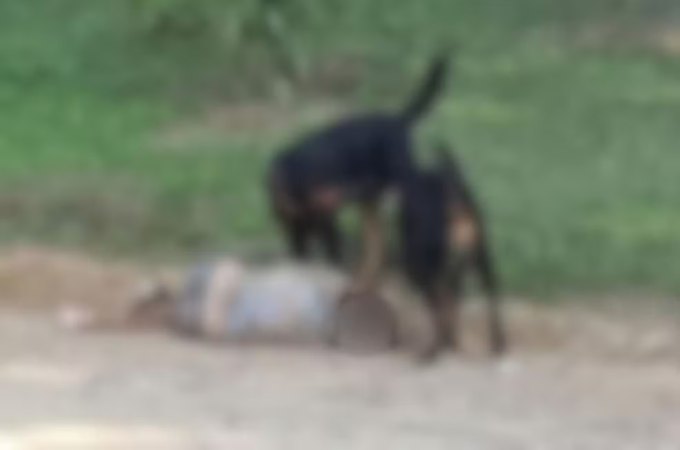 Idosa sofre fraturas e perde as orelhas após ataque de rottweilers em SP
