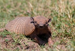 IMA/AL e Sesau alertam: tatupeba pode transmitir a hanseníase