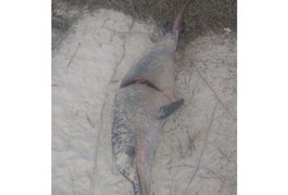 Pescador esquarteja e corta nadadeira de golfinho na praia do Pontal da Barra, em Maceió