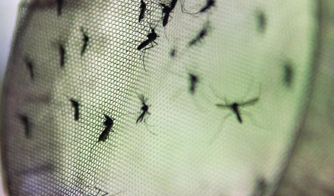 Vacina contra a dengue reduz em 95% os casos graves da doença