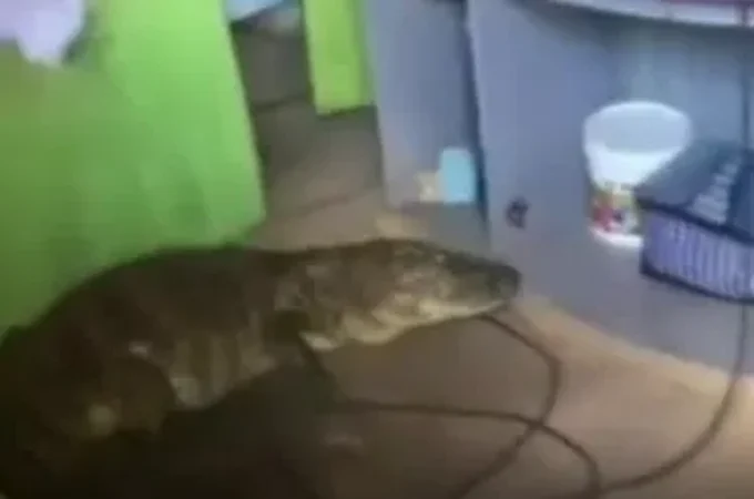 Jacaré é encontrado dentro de casa no bairro Petrópolis, em Maceió