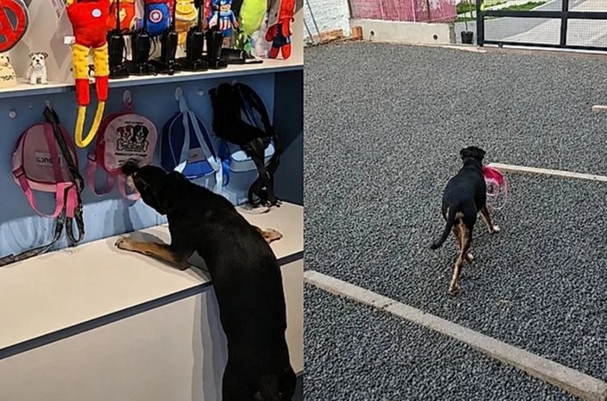 VÍDEO: Vira-lata viraliza ao pegar a própria mochila para ir embora de creche