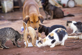 Populares denunciam maus-tratos a cães e gatos em Delmiro Gouveia