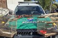 PM apreende espingardas e resgata animais silvestres em Piaçabuçu