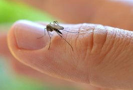 Estudo aponta ‘muriçoca’ como potencial transmissor do vírus da zika