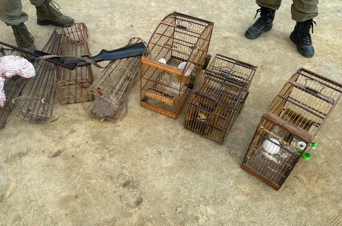 Polícia Ambiental apreende armas, resgata aves silvestres e flagra caça ilegal em Alagoas