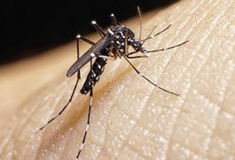 Pesquisadores questionam surto de microcefalia no Brasil por causa do Zika vírus