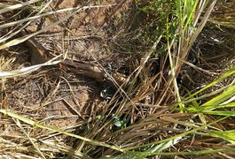 Cadáver com perfurações no crânio é encontrado no interior de Alagoas