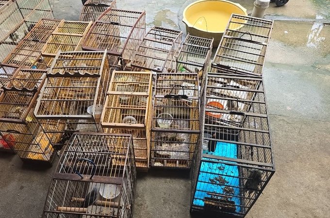 Fiscalização resgata quase 90 aves silvestres presas em gaiolas em Atalaia e Mar Vermelho