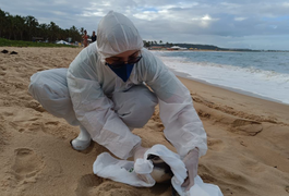 Pinguim é encontrado na Praia do Gunga, em Alagoas, e mobiliza biólogos