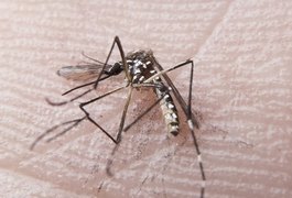 Sesau divulga novo boletim com dados de dengue, chikungunya e zika vírus