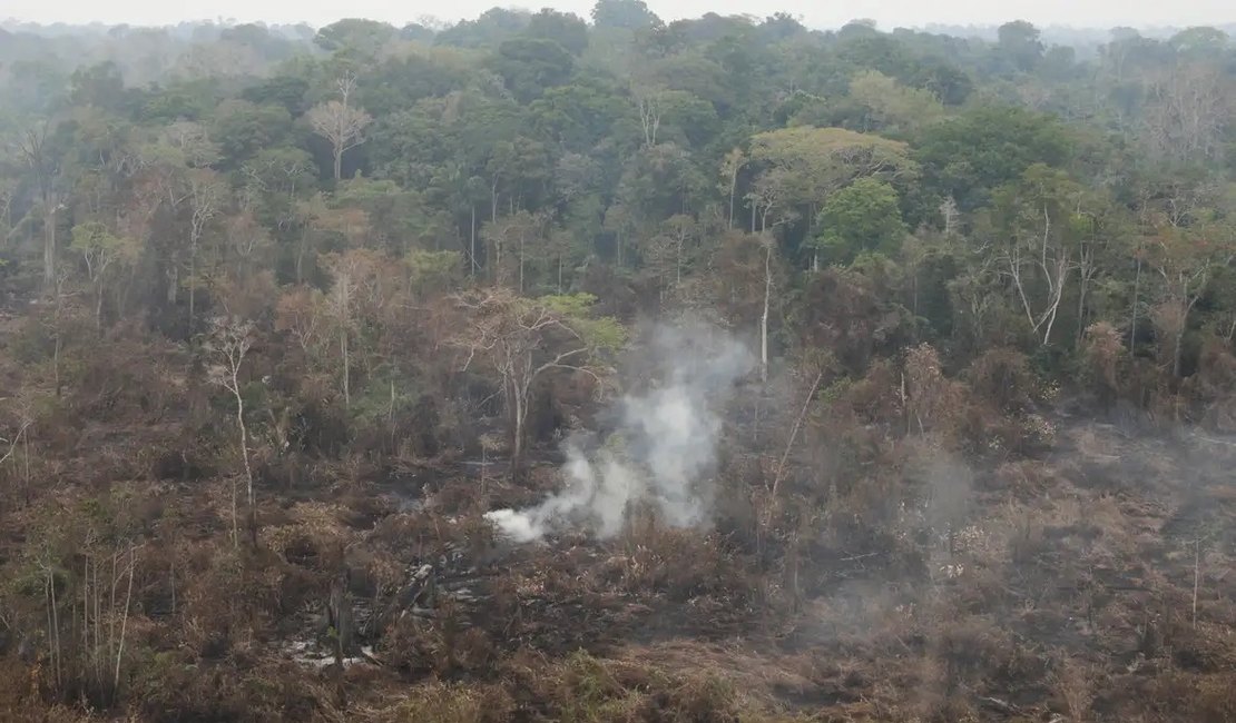 Delegado da PF diz que há indícios de ação coordenada em incêndios