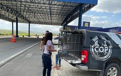 Mulher presa com drogas em ônibus